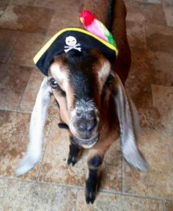 Captain Jack, the blind goat